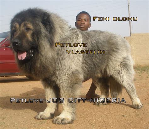 caucasian dog in nigeria|Caucasian Empire .